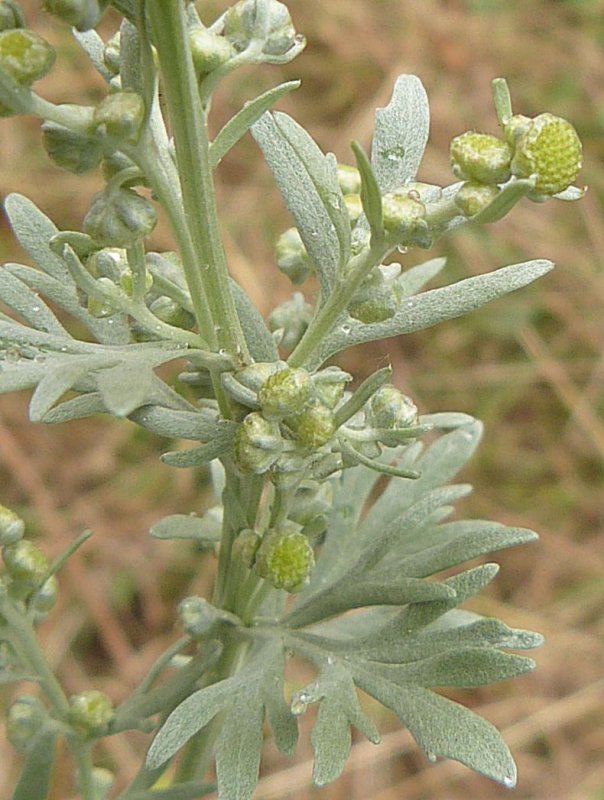 Полынь горькая (Artemisia absinthiu