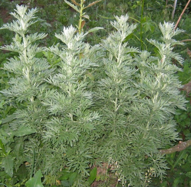 Полынь горькая (Artemisia absinthium)