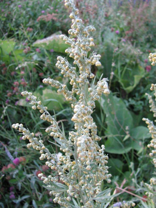 Полынь горькая (Artemisia absinthium)