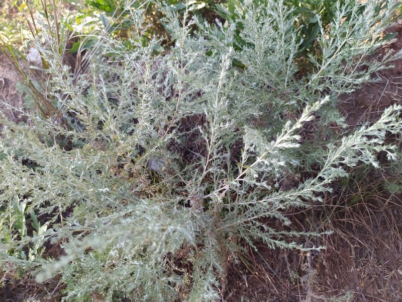 Artemisia arborescens Powis