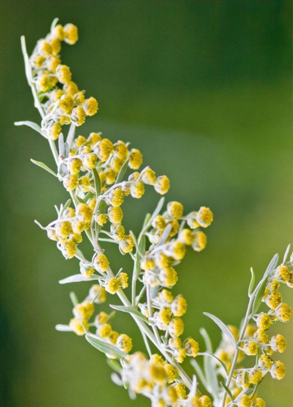 Полынь горькая (Artemísia absínthium).