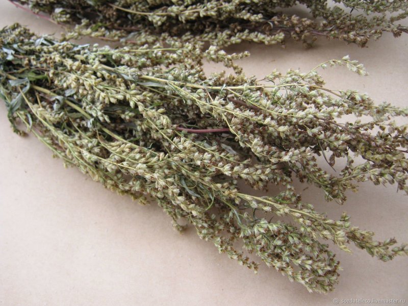 Полынь обыкновенная (Artemisia vulgaris)