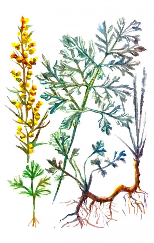 Полынь Artemisia maritima