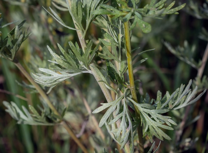 Полынь горькая (Artemísia absínthium).