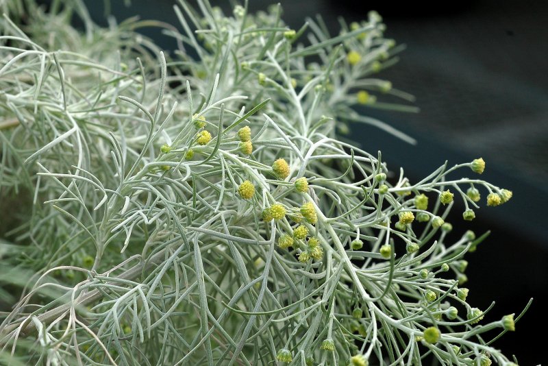 Полынь Artemisia Makana Silver