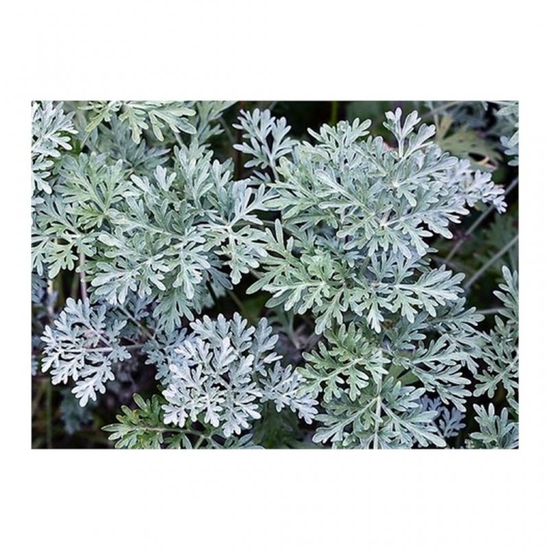 Полынь Artemisia