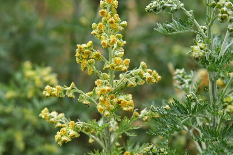 Полынь горькая (Artemisia absinthium)