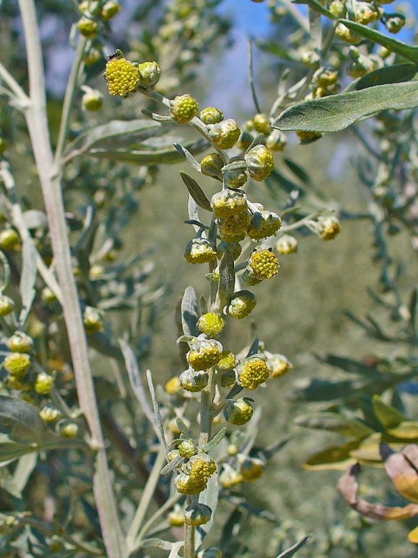 Полынь горькая (Artemisia absinthium)
