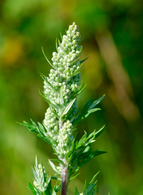 Полынь Каспийская Artemisia caspica