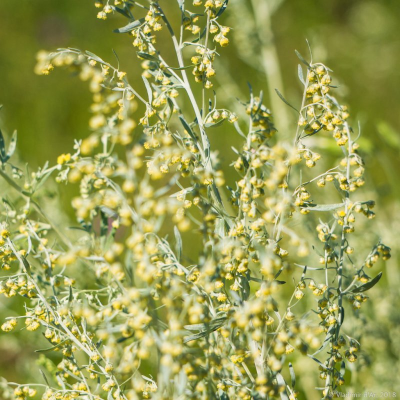 Полынь Каспийская Artemisia caspica