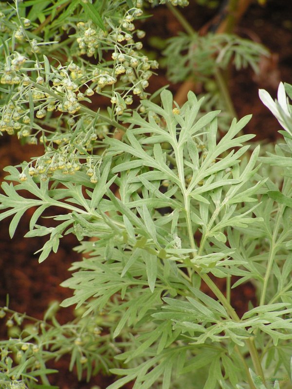 Полынь горькая (Artemisia absinthium)