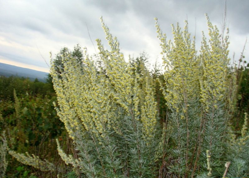 Полынь горькая (Artemísia absínthium).