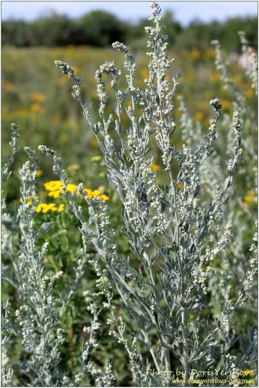 Полынь горькая (Artemisia absinthium)