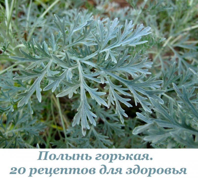 Полынь Балханов