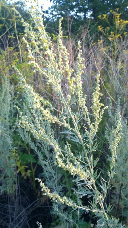 Полынь горькая (Artemísia absínthium).