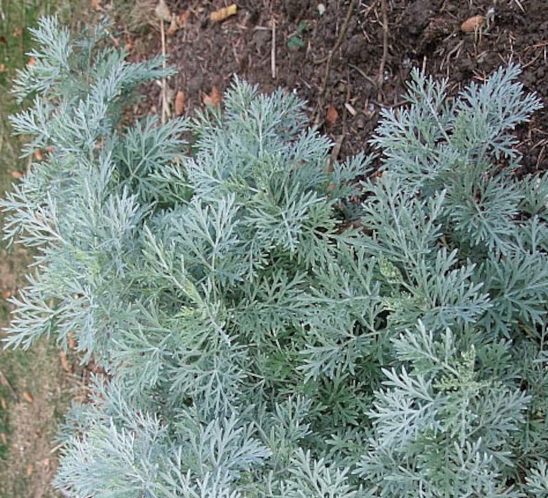 Полынь Крымская (Artemisia Taurica)