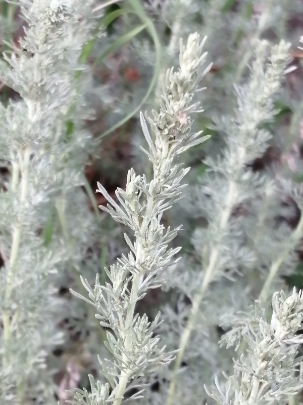 Полынь обыкновенная (Artemisia vulgaris)