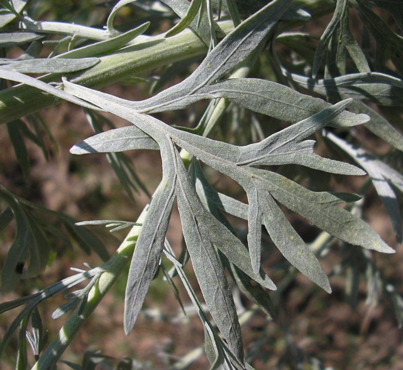 Полынь горькая (Artemisia absinthium)