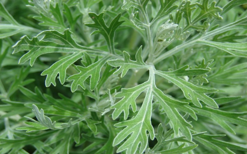 Полынь Artemisia absinthium