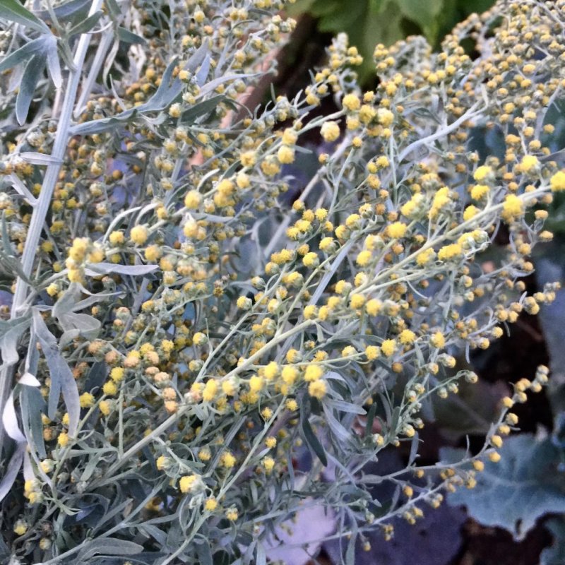 Полынь горькая Artemisia absinthium l.