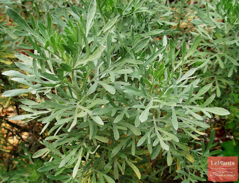 Полынь Artemisia maritima