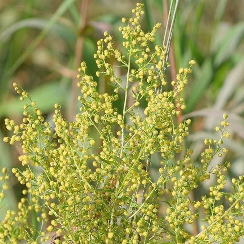 Artemisia absinthium l