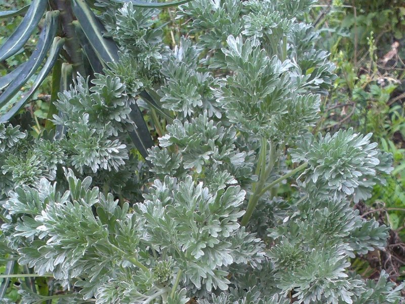 Полынь горькая (Artemisia absinthium)