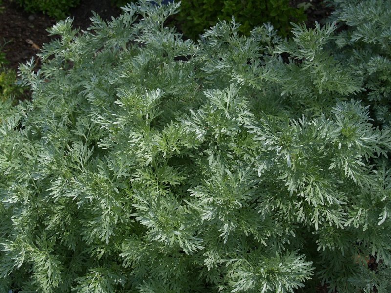 Полынь Artemisia Makana Silver