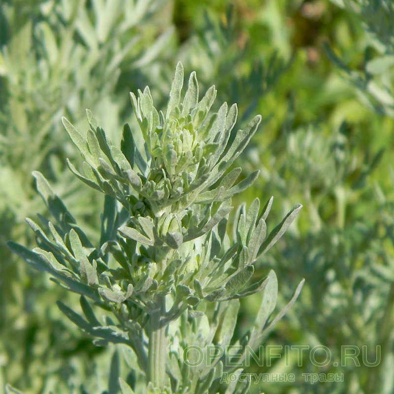 Полынь горькая -Artemisia absinthium(семейство Сложноцветные)