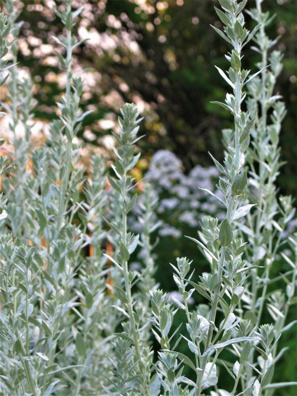 Полынь горькая (Artemísia absínthium).