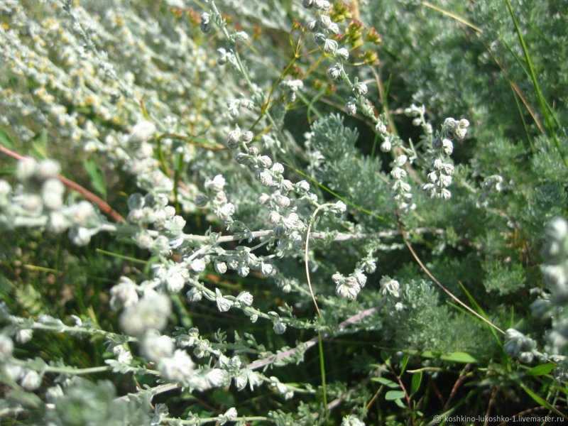 Полынь горькая (Artemísia absínthium).