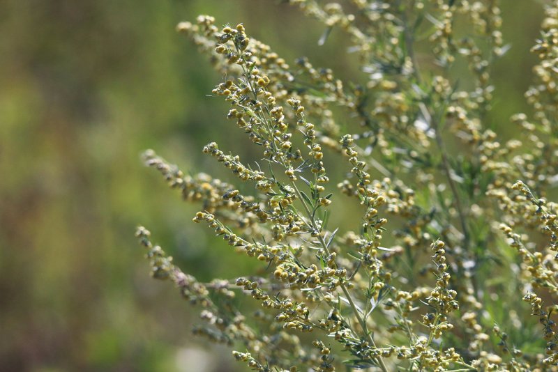 Полынь трехзубчатая Artemisia