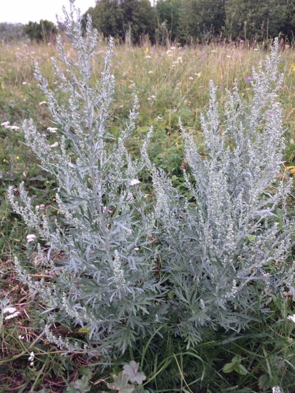Кустики полыни