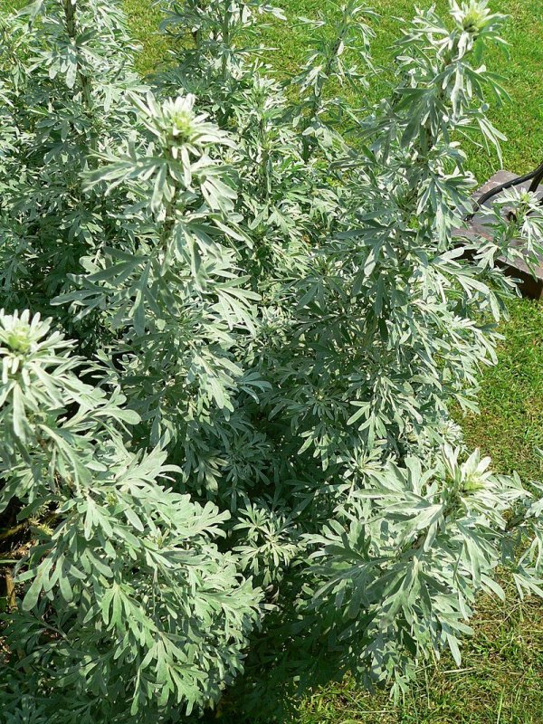 Полынь горькая (Artemisia absinthium)