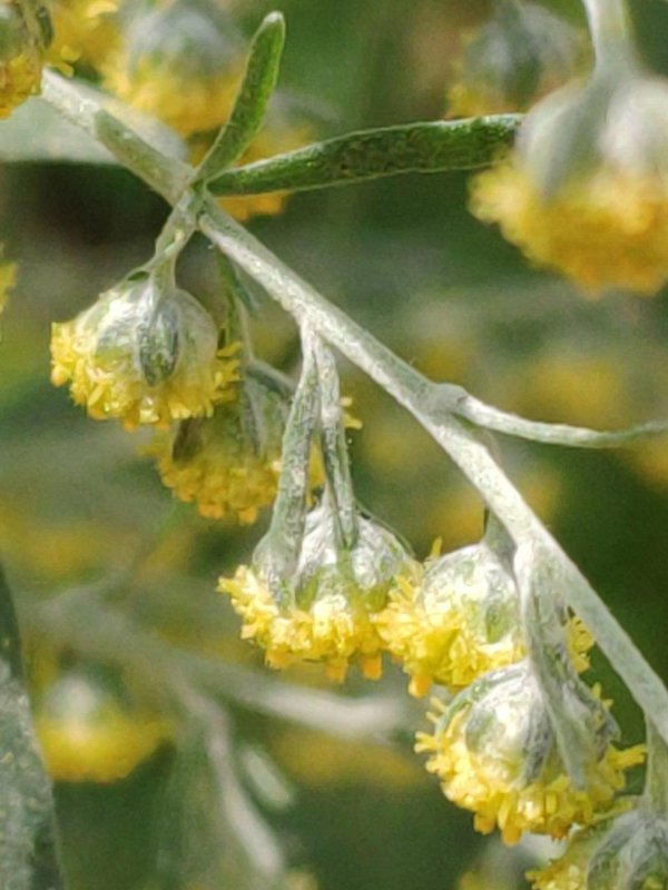 Полынь Крымская (Artemisia Taurica)