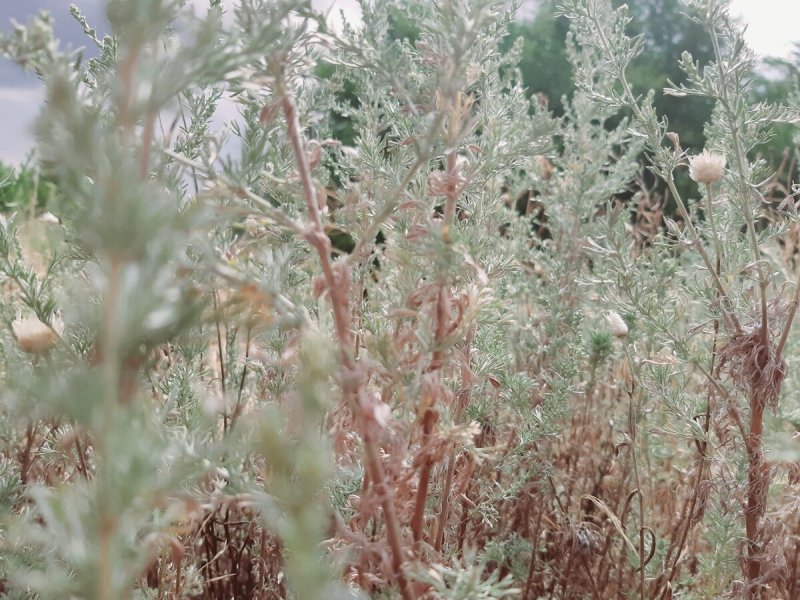 Полынь обыкновенная (Artemisia vulgaris)