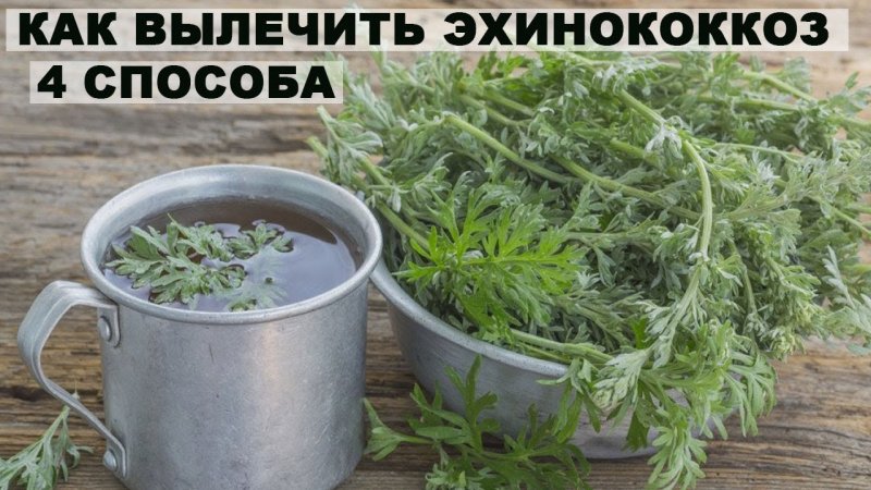 Полынь absinthium