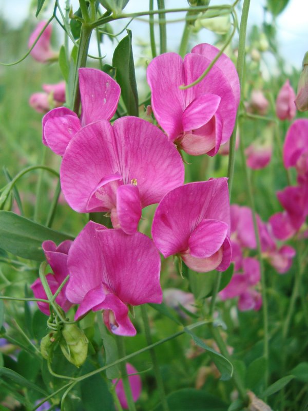Чина Клубничная