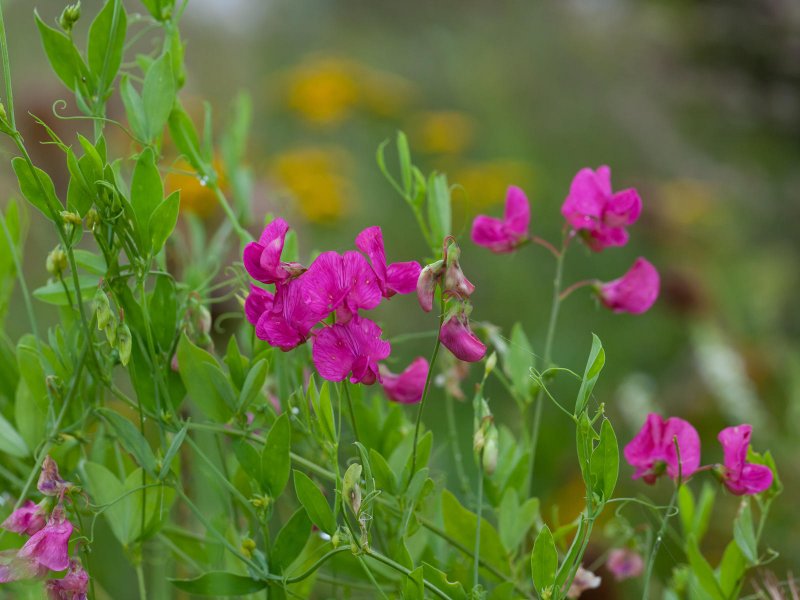 Чина клубненосная (Lathyrus tuberosus)