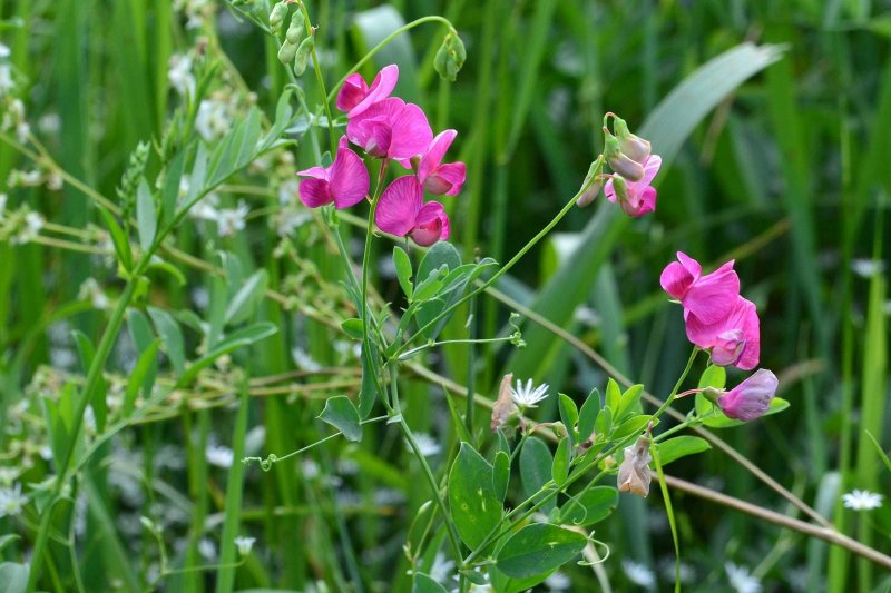 Lathyrus Gorgonei