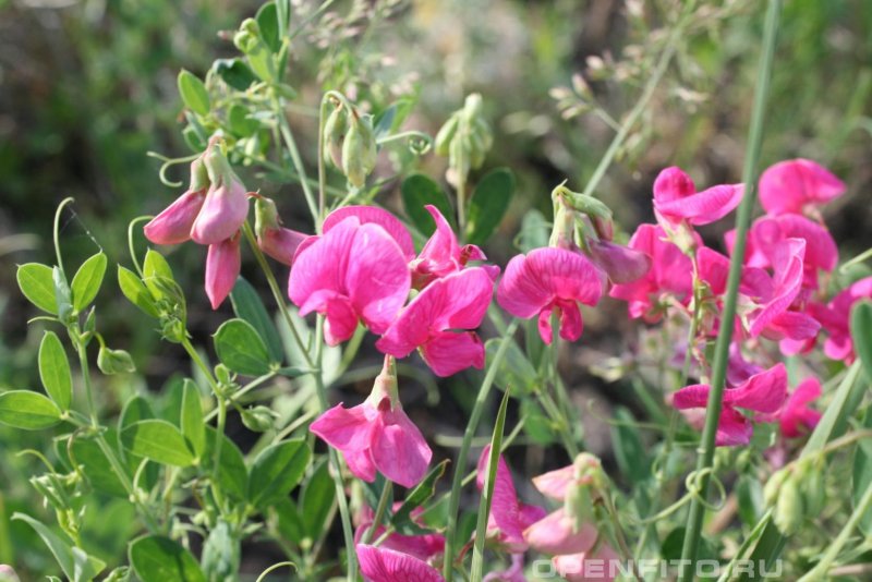 Чина посевная (Lathyrus sativus l.)