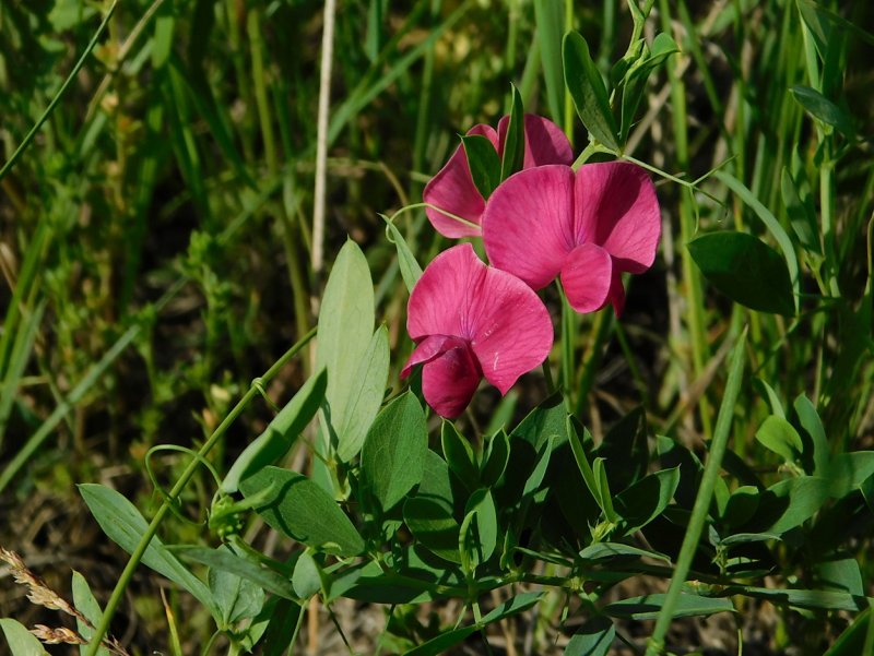 Чина клубневая (Lathyrus tuberosus l)