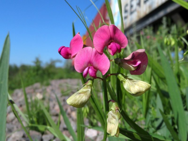 Чина клубненосная (Lathyrus tuberosus)