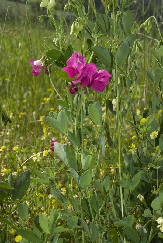 Чина клубненосная (Lathyrus tuberosus)
