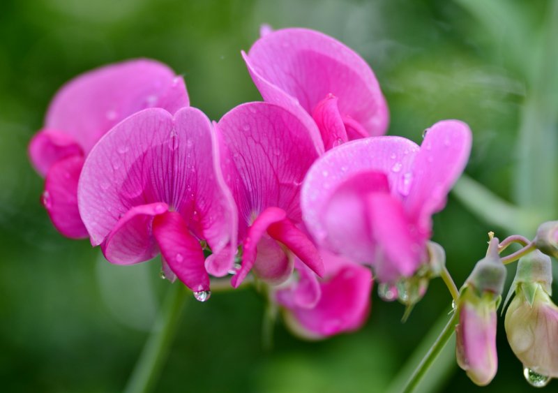 Чина клубненосная (Lathyrus tuberosus)