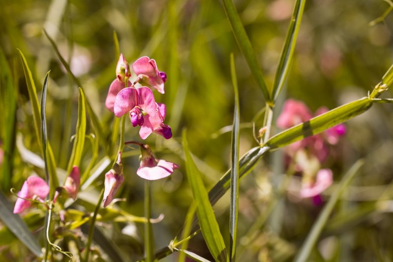 Lathyrus latifolius