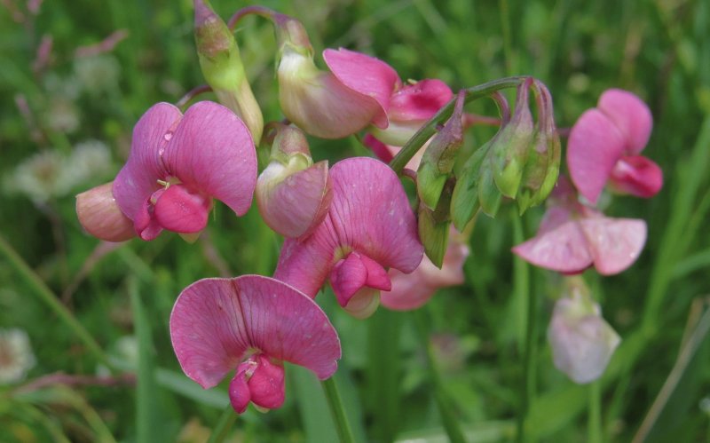 Чина Лесная - Lathyrus Sylvestris