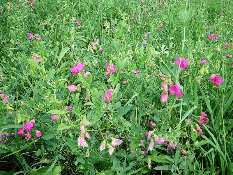 Чина (Lathyrus)