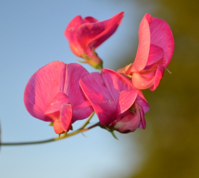 Чина клубненосная (Lathyrus tuberosus)