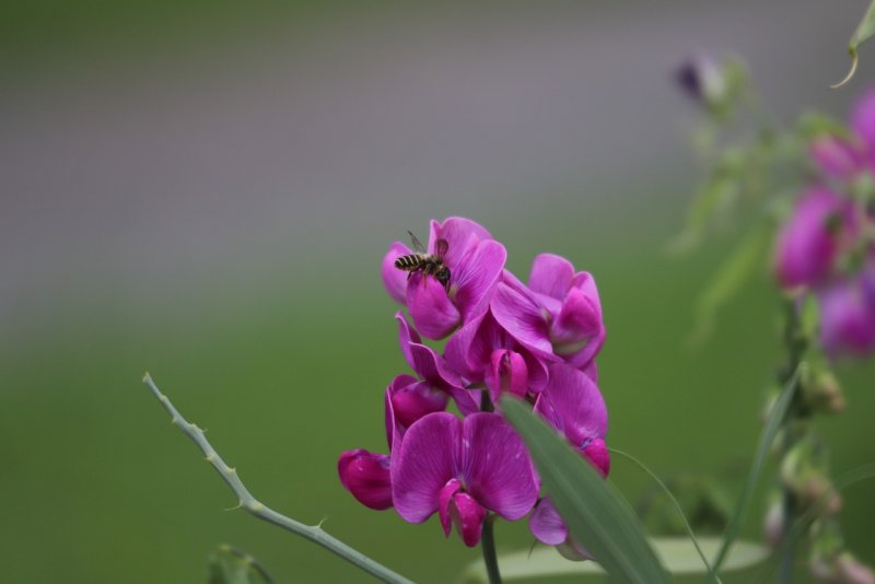 Чина клубневая (Lathyrus tuberosus l)